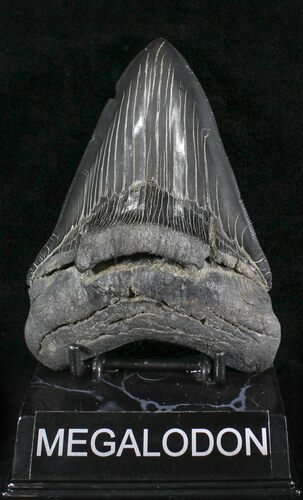 Serrated Megalodon Tooth - Ace Basin, South Carolina #24389